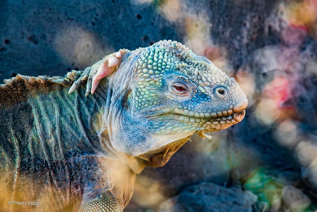 Les iguanes des Galápagos, véritables symboles de l'île, survivent dans des environnements extrêmes. Ces reptiles marins, capables de plonger dans l’océan pour se nourrir d'algues, illustrent l’adaptation unique de la faune des Galápagos. Iguane marin, Santa Cruz, © Thierry Suzan – Tous droits réservés